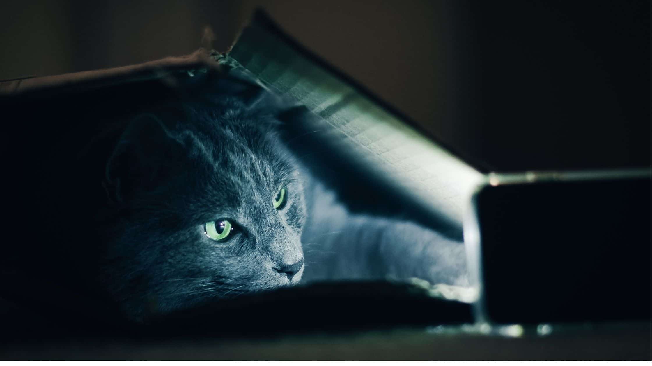 what broadband speed do i need